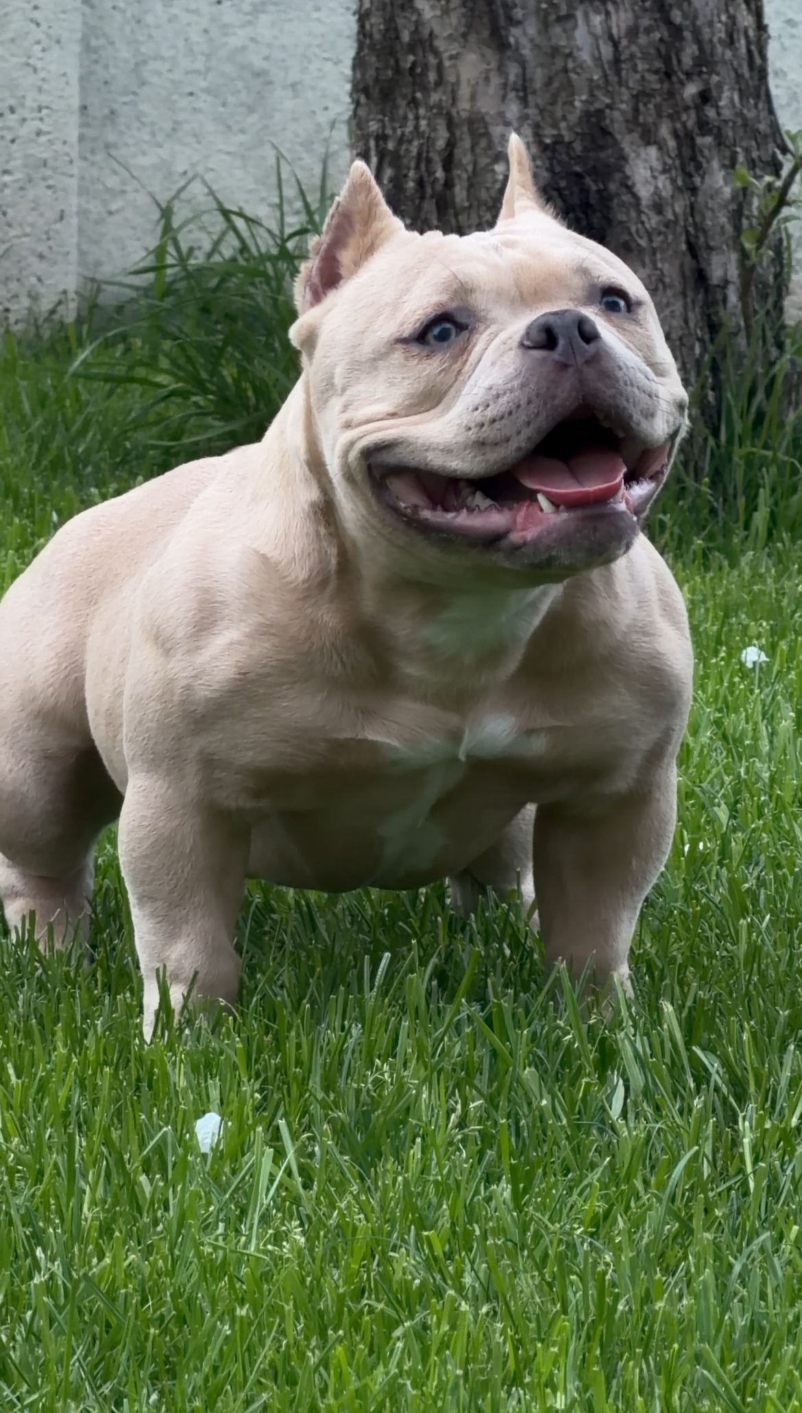 NIGHT DRAKULA DAENERYS — Night Drakula Kennel